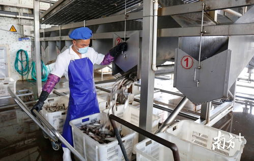 鯪魚罐頭出口逆勢上揚，中山食品企業迎全面復工熱潮